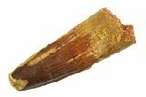 Fossil Spinosaurus Tooth - Real Dinosaur Tooth #354729-1